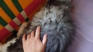 МИШКА😻😻😻СПИТ 😴😴😴И 😴😴😴#кот
