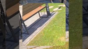 1000067268.mp4 (Собака слушает о технологии устройства канализации в сливную яму у дома А-фрейм)