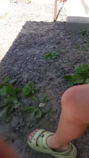 аа