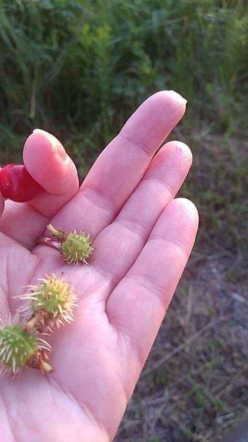 ДОБРОГО ЛЕТНЕГО 🌳🌾🌞 ВЕЧЕРА!!!