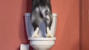 иишка с Котинет