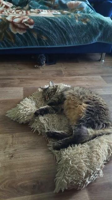 Альфа и Тима отдыхают #мойпитомец #моипитомцы #кот #собачка #котисобачка