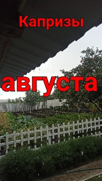 Погода августа непредсказуема