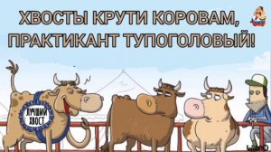 ХВОСТЫ КРУТИ КОРОВАМ, ПРАКТИКАНТ ТУПОГОЛОВЫЙ!