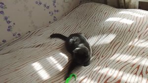 Кузя решил сбежать из комнаты🤣