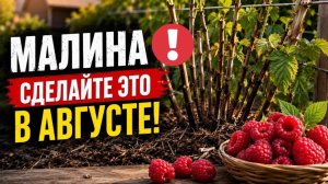 Малина после сбора ягод; 15 шагов в АВГУСТЕ чтобы завалить себя урожаем в следующем году!