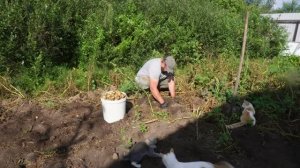 Шла третья неделя уборки картофеля Я с трудом выкапываю картошку Гимнастика с таким трудом не нужна