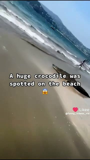 Ох уж эти Крокодилы 🐊 🐊 🐊!!!