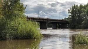 деревья в воде