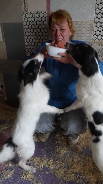 Эти малыши подарят вам море любви — заберите пушистого друга домой! 🥰🐶✨