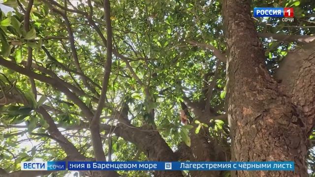 Сочинской гостинице «Приморская», которую реконструирует «Группа ЛСР», исполнилось 90 лет!