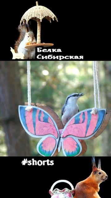 Поползень запасается семенами подсолнуха