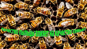 📦 Качество пыльцы = качество семьи? Отвечает профессор Кашковский 🐝🌼