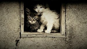 Новые приключения. Рассказы старого котика