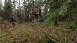 Постройка настоящей бревенчатой хижины высоко на стволе дерева