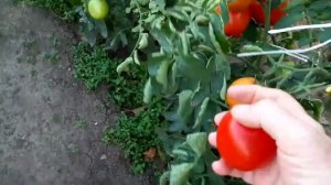 Мы все на чемоданах / проводили детей / Арбуз 🍉