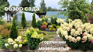 Обзор сада в середине августа. Метельчатые гортензии. Новинки для сада.
