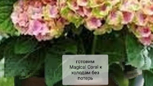 «Подготовка крупнолистных гортензий к зимовке в саду»