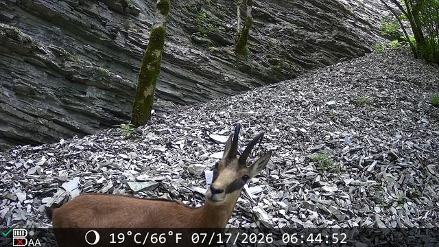 фотоловушка