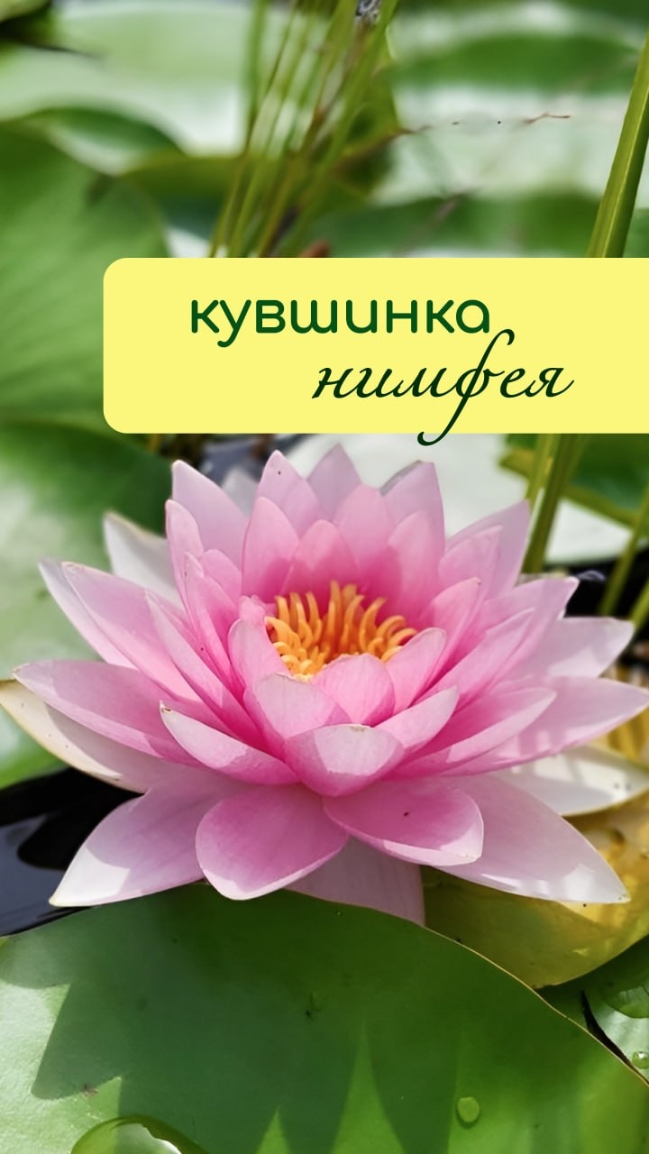 КУВШИНКА нимфея