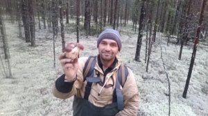Побывал в лесу брусника собирать но рановато . Собрал белые грибы
