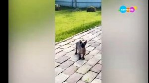 У меня лапки Сезон 4 Выпуск 2 Карусель (15.08.2026) И СПОНСОР ПОКАЗА!!!