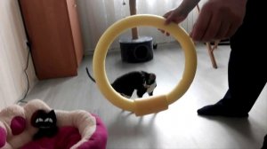 Корниш Рекс - Лучший друг Семьи.