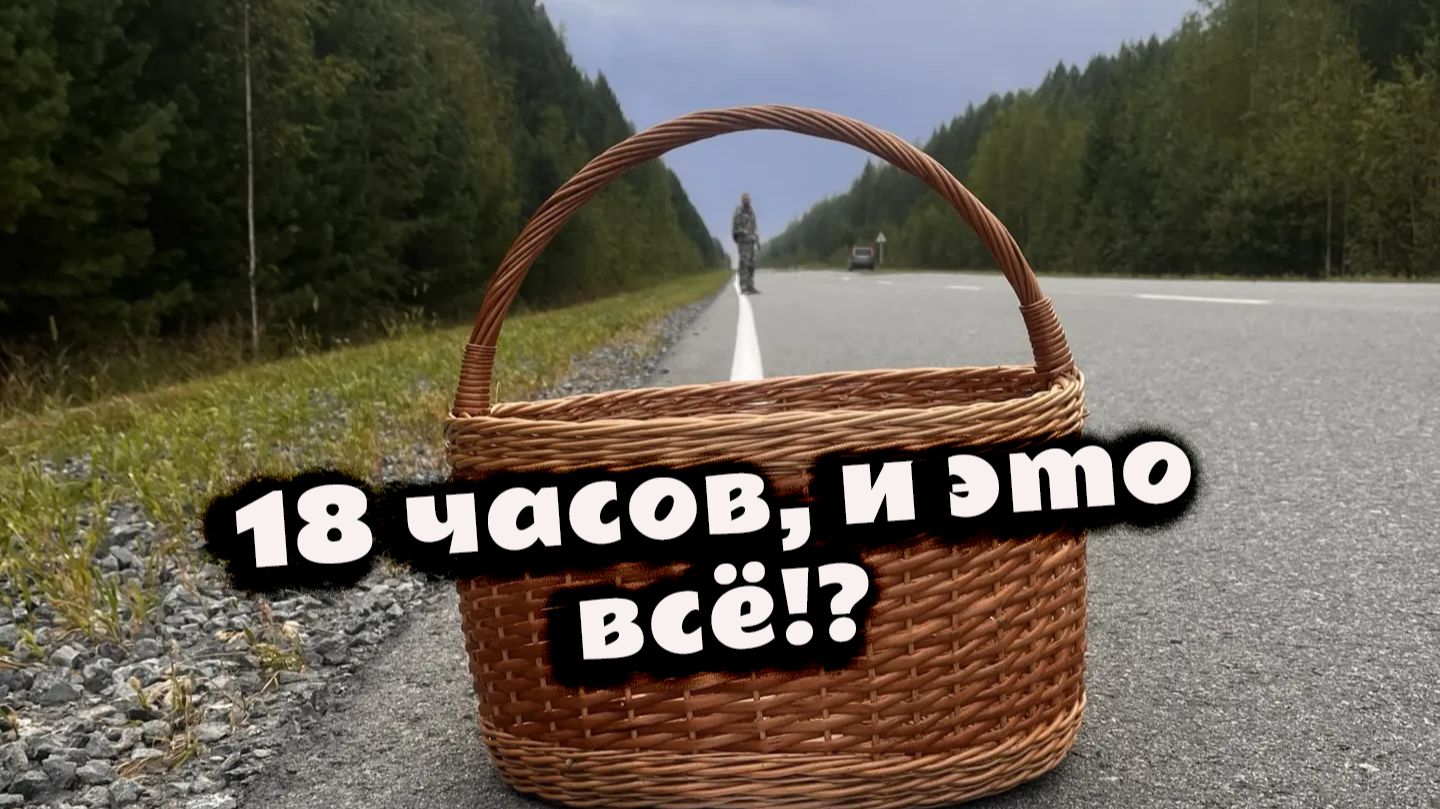 Боровики есть? Есть. НО ВЫ БЫ ИХ НЕ ВЗЯЛИ. Смотрите, почему! В конце P.S.