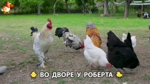 Содержание кур в домашних условиях и других птиц во дворе у Роберта 🐣🐤🦆🐔🪿🦃 (584)