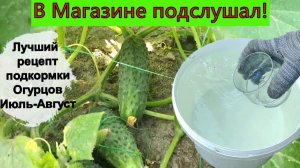 Подкормка Огурцов в конце августа, ТОП РЕЦЕПТ СССР