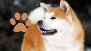 КОШКИ И СОБАКИ. 💖