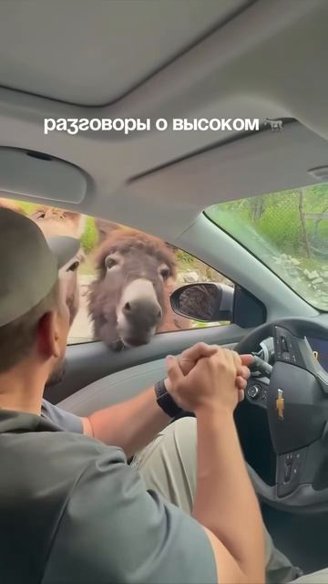 Присел на уши