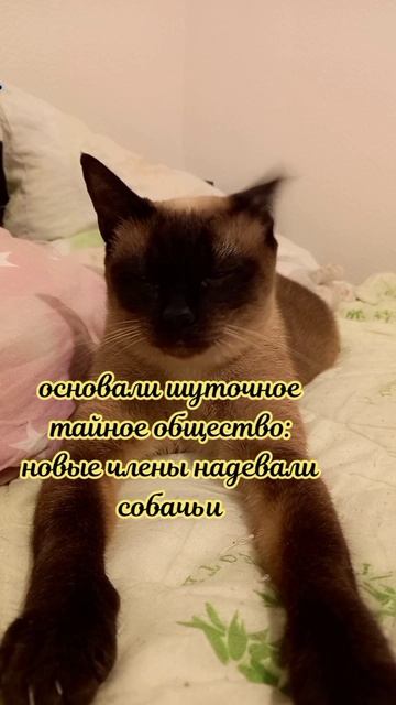 Клеопатра
#факты #история #уход #жизнь # #радость #интересно #рекомендации #популярное #подборка #ко