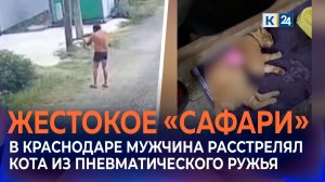 Соседи рассказали о живодере, расстрелявшем кота из пневматики в Краснодаре
