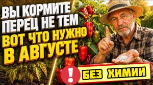 Подкормка перца в августе: 5 шагов до толстой стенки и налива.