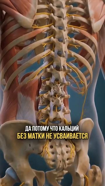 Зачем вам матка?