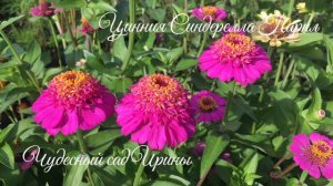 Циннии Синдерелла, Квини, Гиганты Бенари. Космеи Априкотта и Мандарина