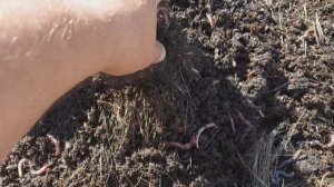 Очередная халявная дендробена с дачи.