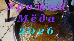 Сколько мёда в одном улье на северо-западе в 2026 году
