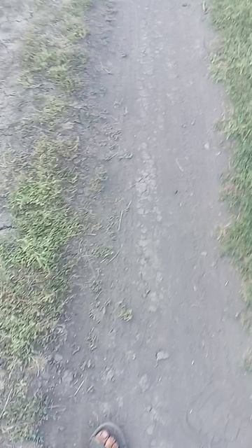 калаш новости