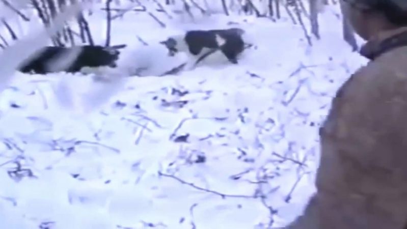 Потеря Лайки на Берлоге. Охота на Медведя