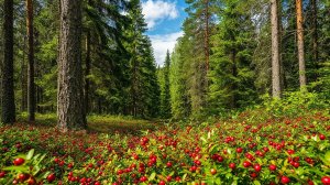 Сосенки. Прогулка в лес.