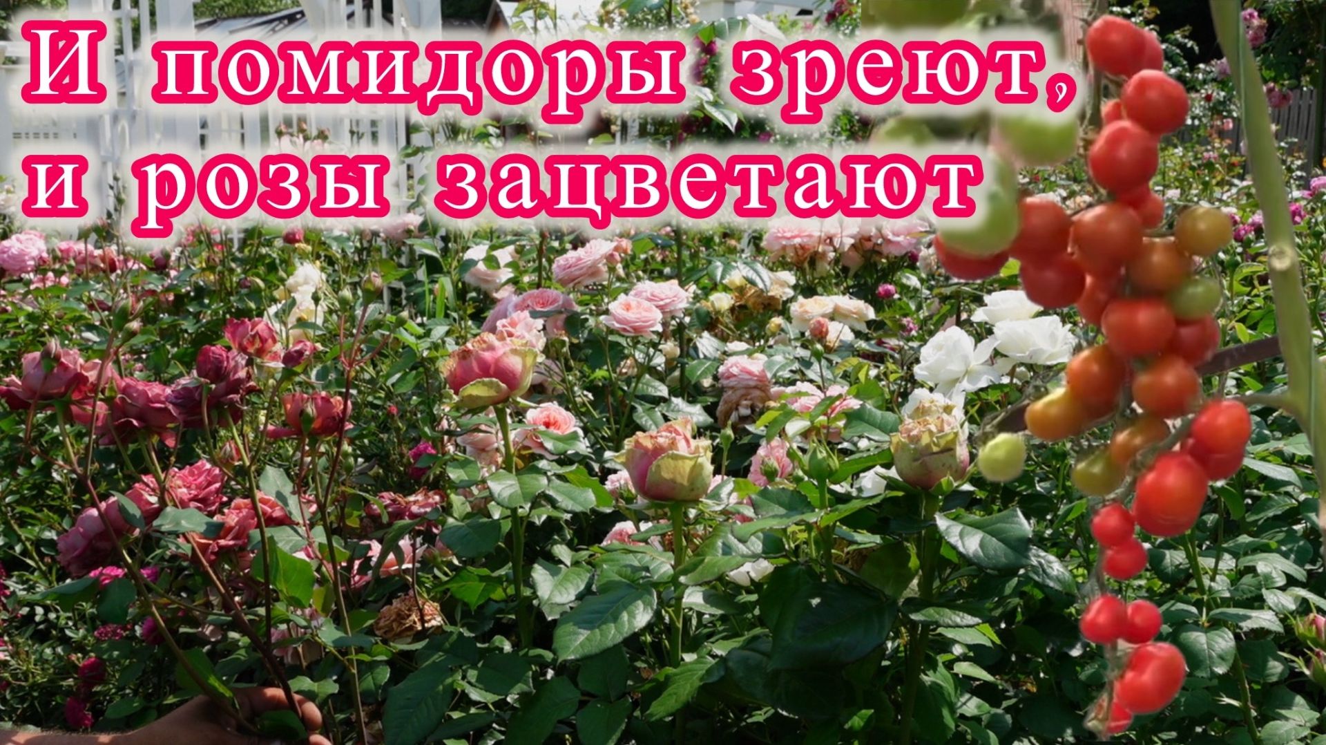 СДЕЛАЙ ТАК и томаты быстро поспеют, а розы отлично вызреют к зиме!