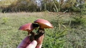 Собираю грибы. Жарю их с картошкой. Архивное видео.