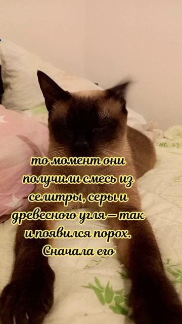 Клеопатра
#факты #история #уход #жизнь # #радость #интересно #рекомендации #популярное #подборка #ко