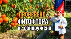 Помогаем томатам быстрее созреть. Профилактическая обработка томатов от фитофторы