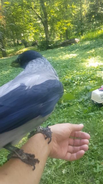 Каркуша учится летать