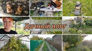 Дачный влог. Всё завалилось и заросло... Что будет с дачей, если долго не приезжать...