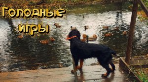 Голодные игры 😳👍