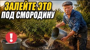 ЗАЛЕЙТЕ ЭТО ПОД СМОРОДИНУ ПОСЛЕ УБОРКИ - И ЯГОДА НА БУДУЩИЙ ГОД БУДЕТ С ЧЕРЕШНЮ